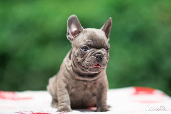 Французский бульдог голубой мальчик