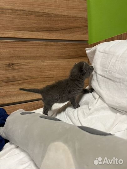 Котёнок 3 недели мальчик