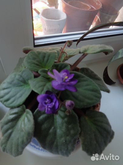 Фиалка фиолетовая цветущая