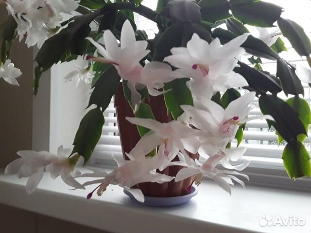 Кактусы и суккуленты