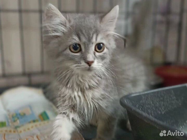 Котятки в поисках дома