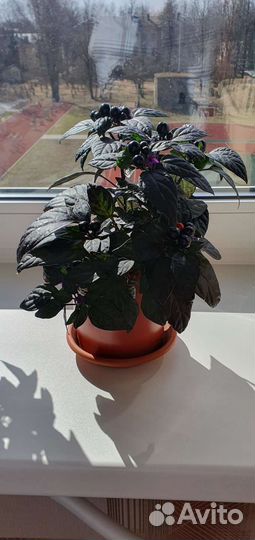 Семена перца 