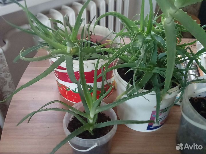 Комнатные цветы алоэ