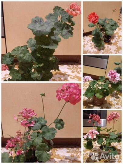 Герань пеларгония