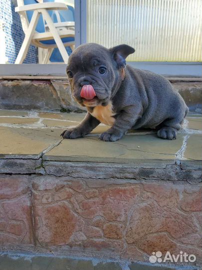 Голубой бульдог