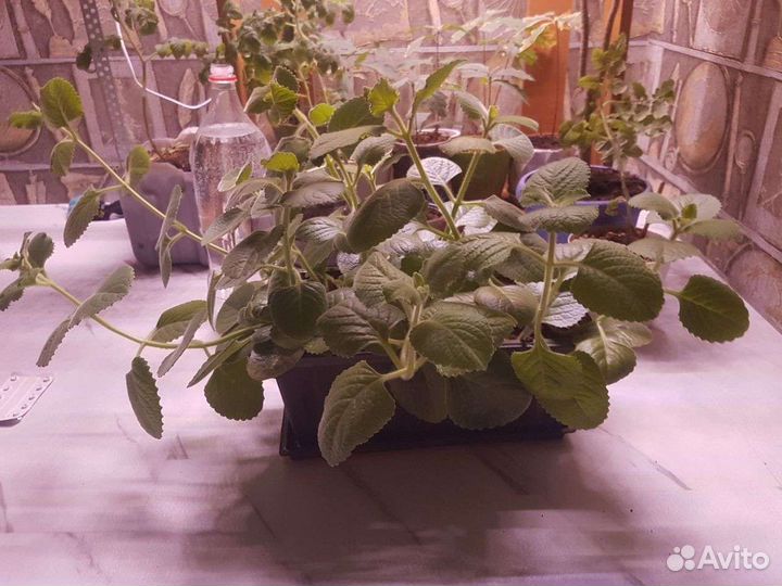 Мята домашняя