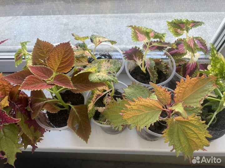 Рассада цветов колеусы