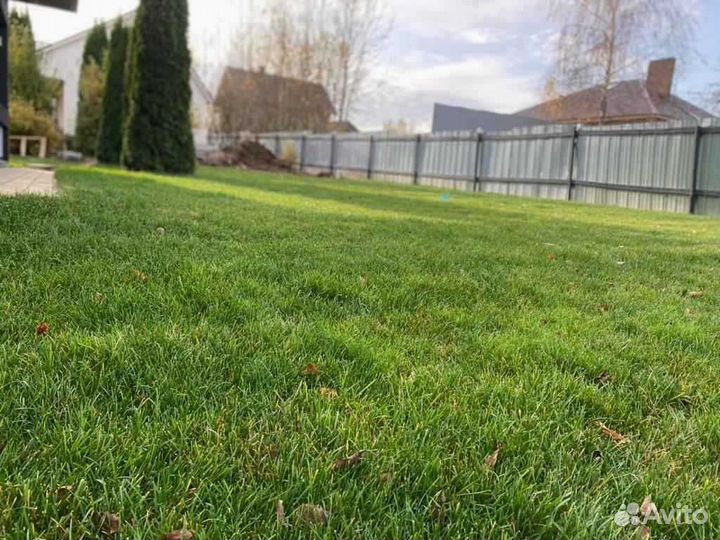 Рулонный газон /продажа/укладка