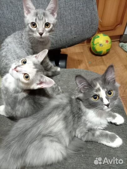 Котята в добрые руки