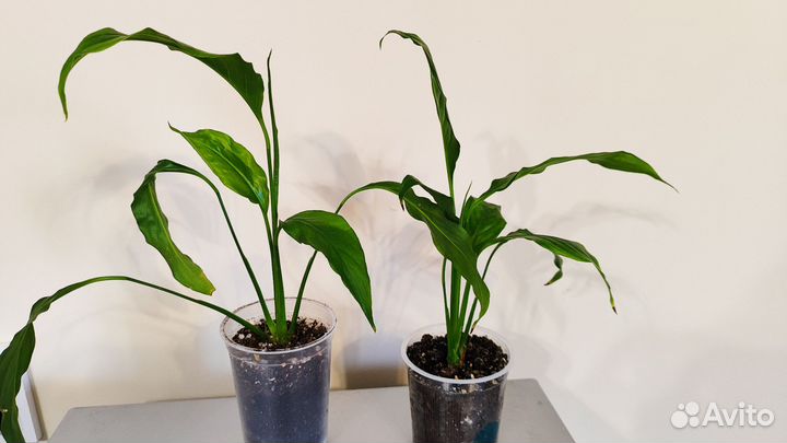 Спатифиллум, хлорофитум, фикус Бенджамина