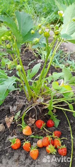 Саженцы смородина, малина, клубника