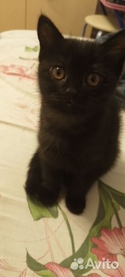 Кошка в дар