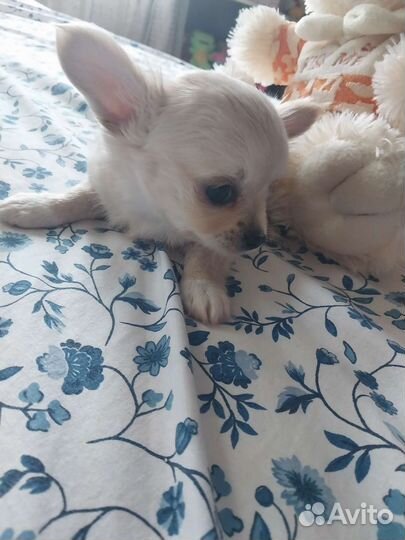 Чихуахуа щеночки