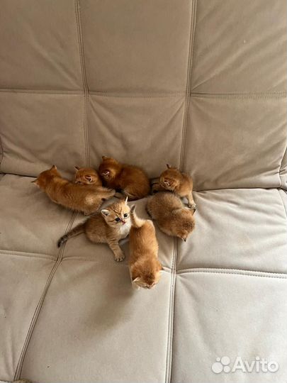 Кошки