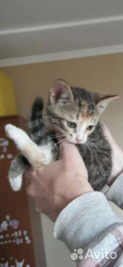 Ищут дом котята