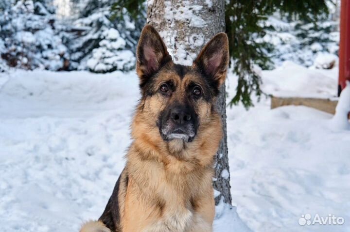 Немецкая овчарка в добрые руки