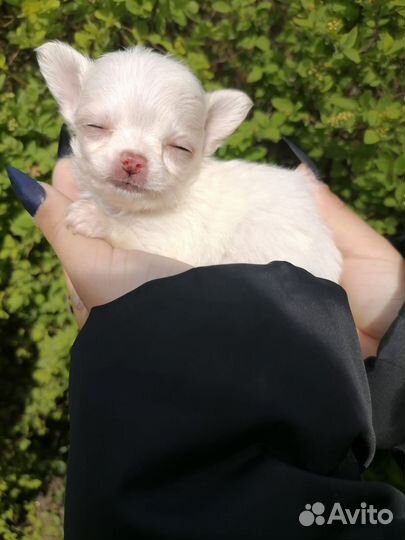 Щенки чихуахуа длинношерстные мини