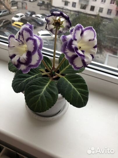 Сортовая глоксиния