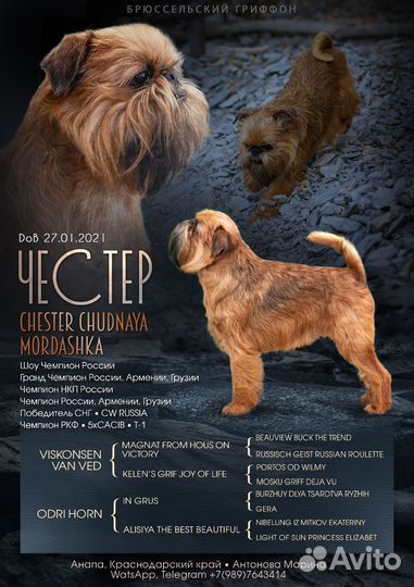 Вязка Брюссельский гриффон