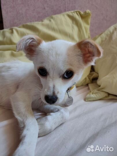 Миниатюрная собачка в любящие руки