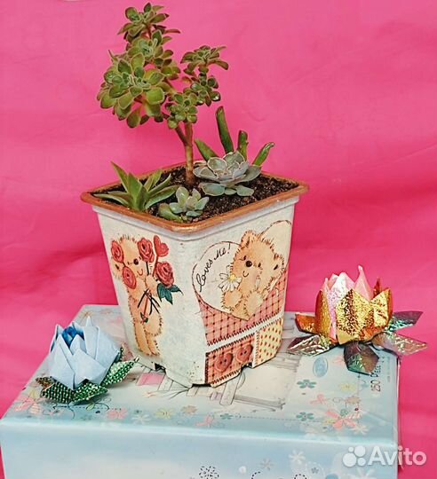 Суккулентный садик