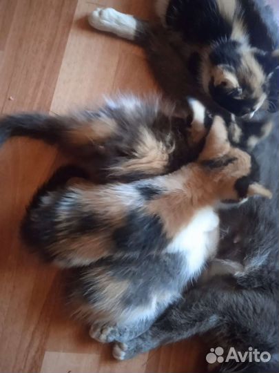 Трехцветный котенок девочка