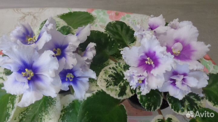 Детки сортовых фиалок