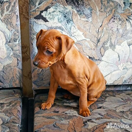 Цвергпинчер