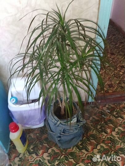 Комнатные цветы драцена