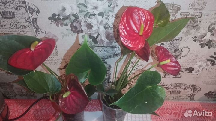 Комнатные цветы антуриум