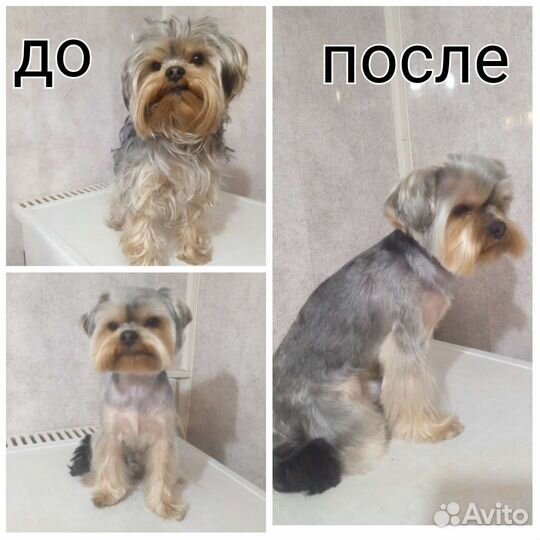 Груминг домашних животных. Стрижка собак,Тримминг