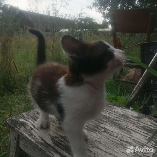Котик в добрые руки