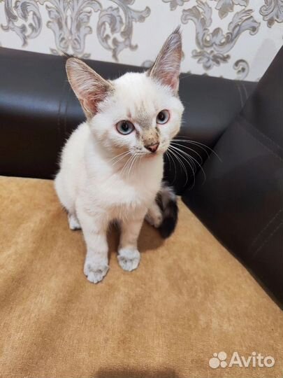 Отдаем котят в добрые руки