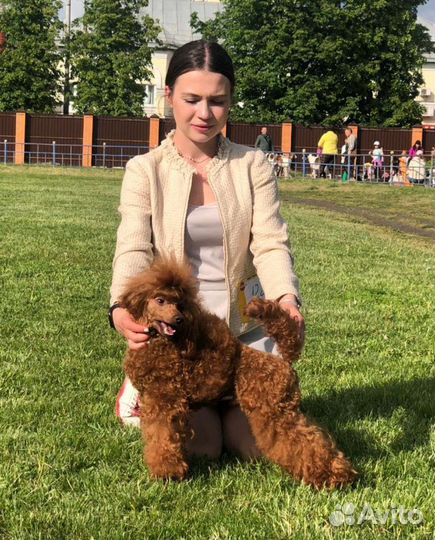 Вязка кобеля red brown с титулами