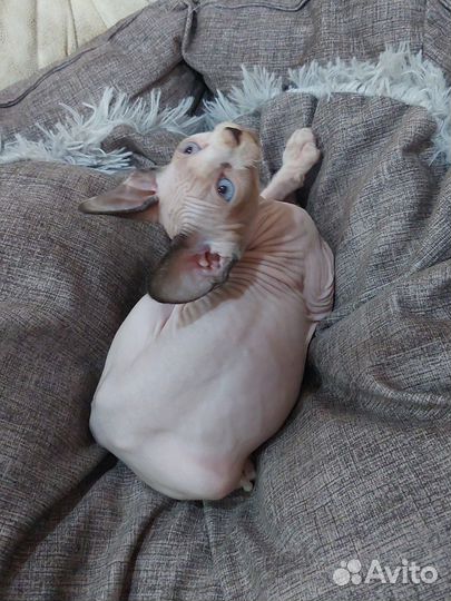 Канадский сфинкс