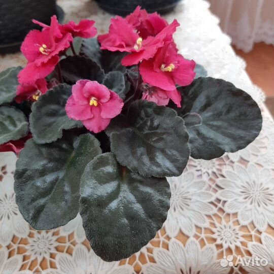 Цветущие фиалки. Сенполия Гетца