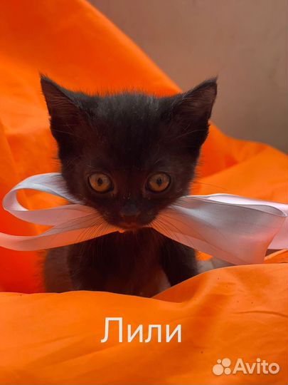 Кошечка мурлыка