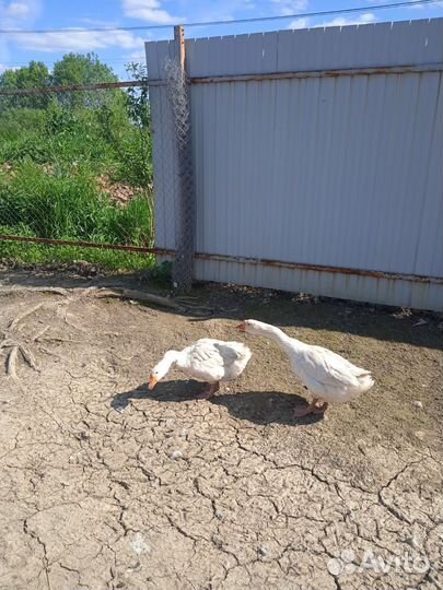 Продам Гусей