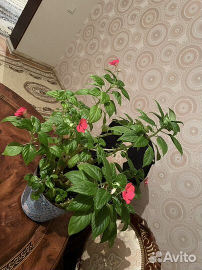 Комнатные цветы