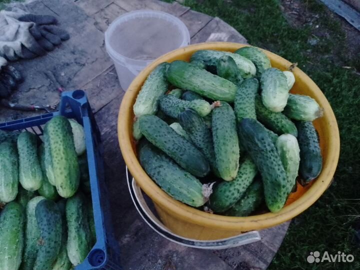 Огурцы свежие домашние
