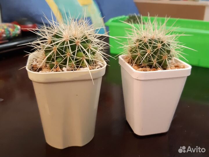 Кактус Эхинокактус Грузони (grusonii)