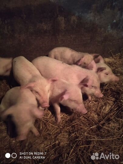 Поросята