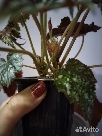 Бегония, хлорофитум, полисциас