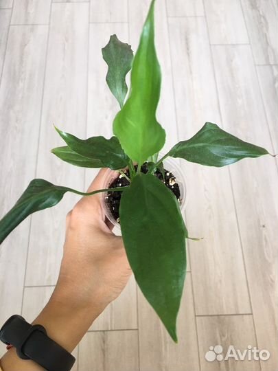 Спатифиллум