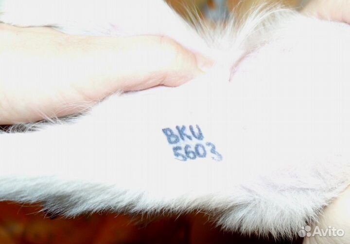 Клеймение щенков, собак, выезд к пометам спб и ло