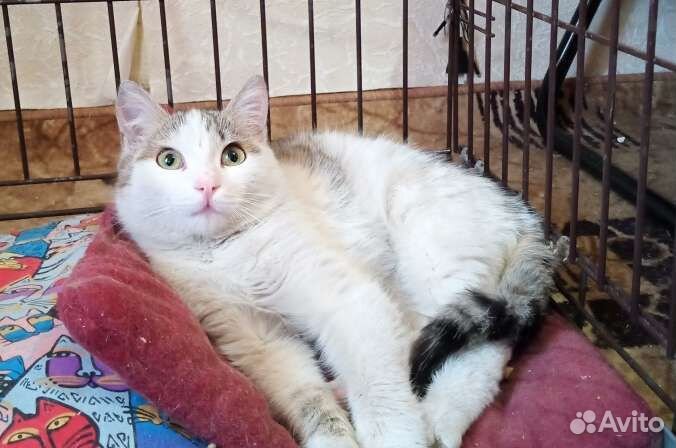 Стерильные кот и кошка