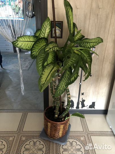 Диффенбахия