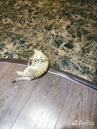 Котенок бесплатно