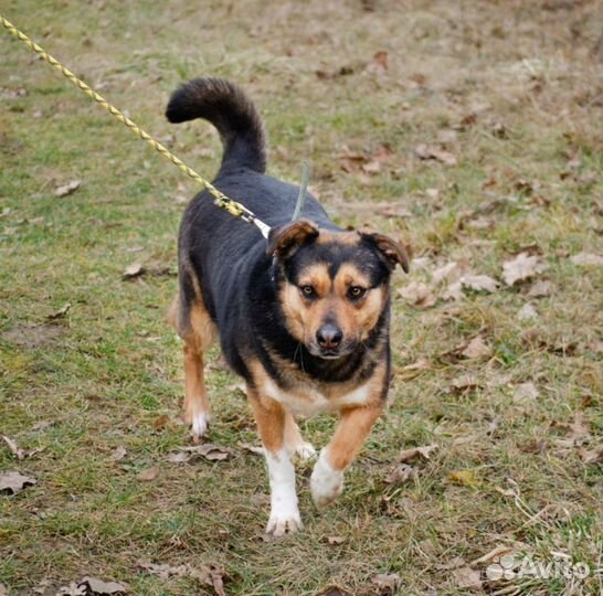Зита, жизнерадостная, стерилизована