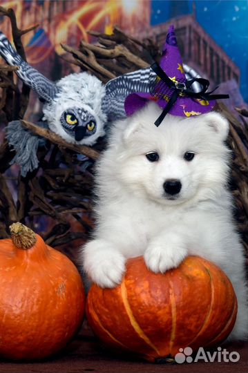 Щеночки самоеда - девочки